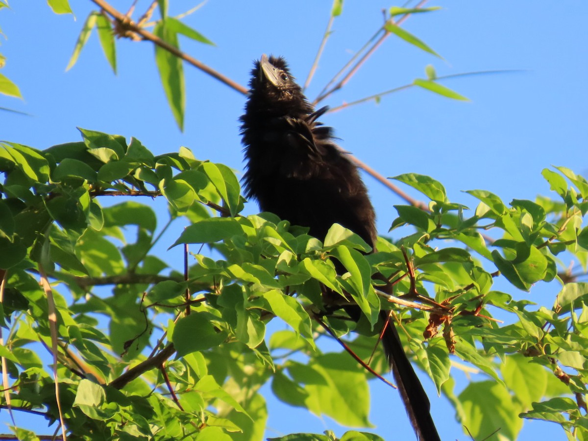 glattnebbani - ML645648568