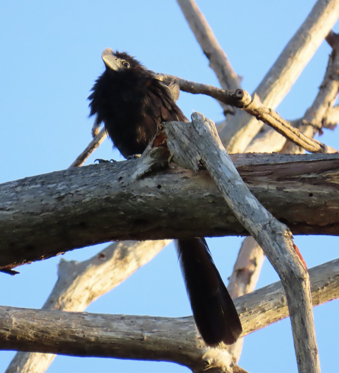 glattnebbani - ML645648569