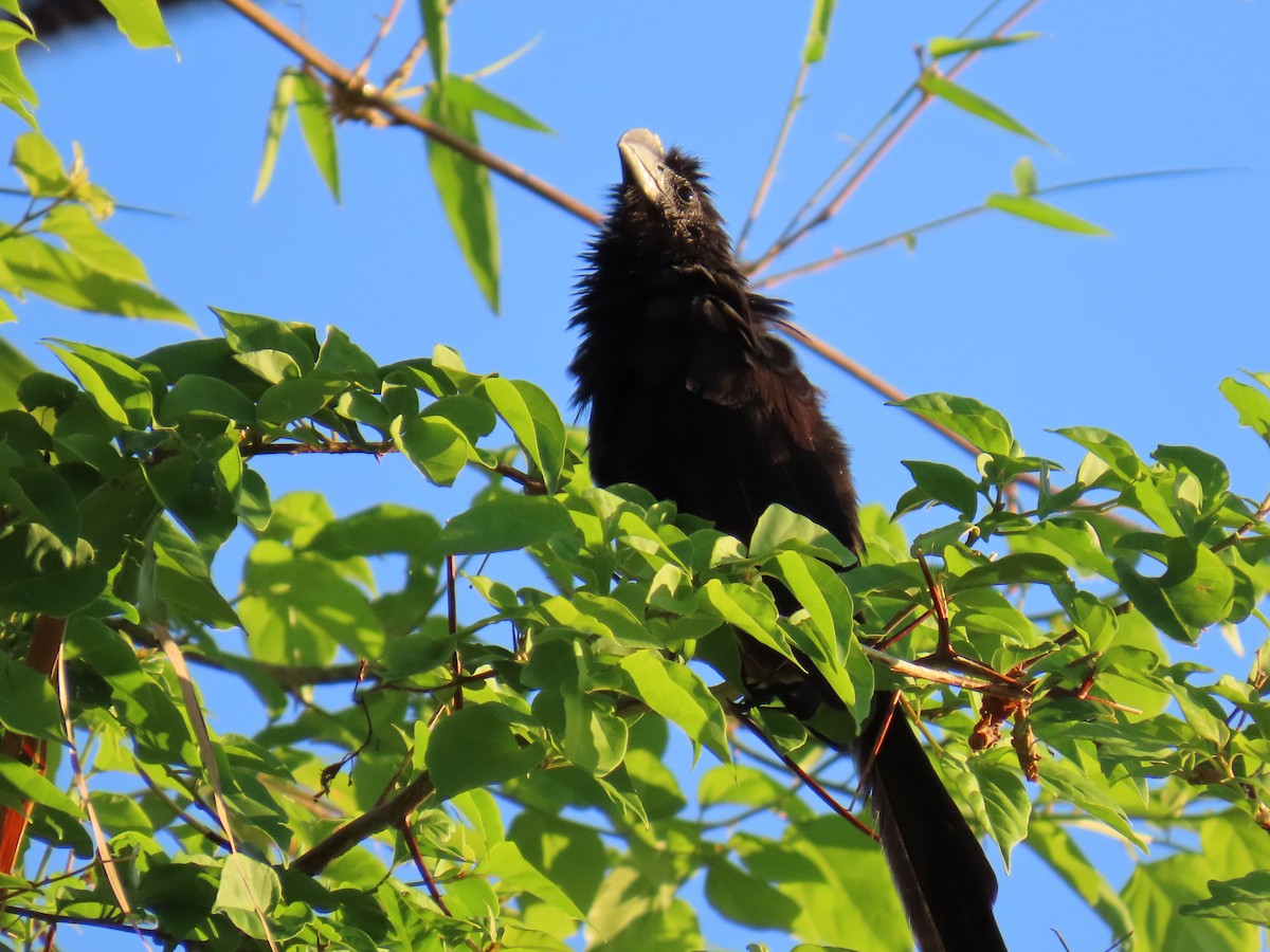 glattnebbani - ML645648570