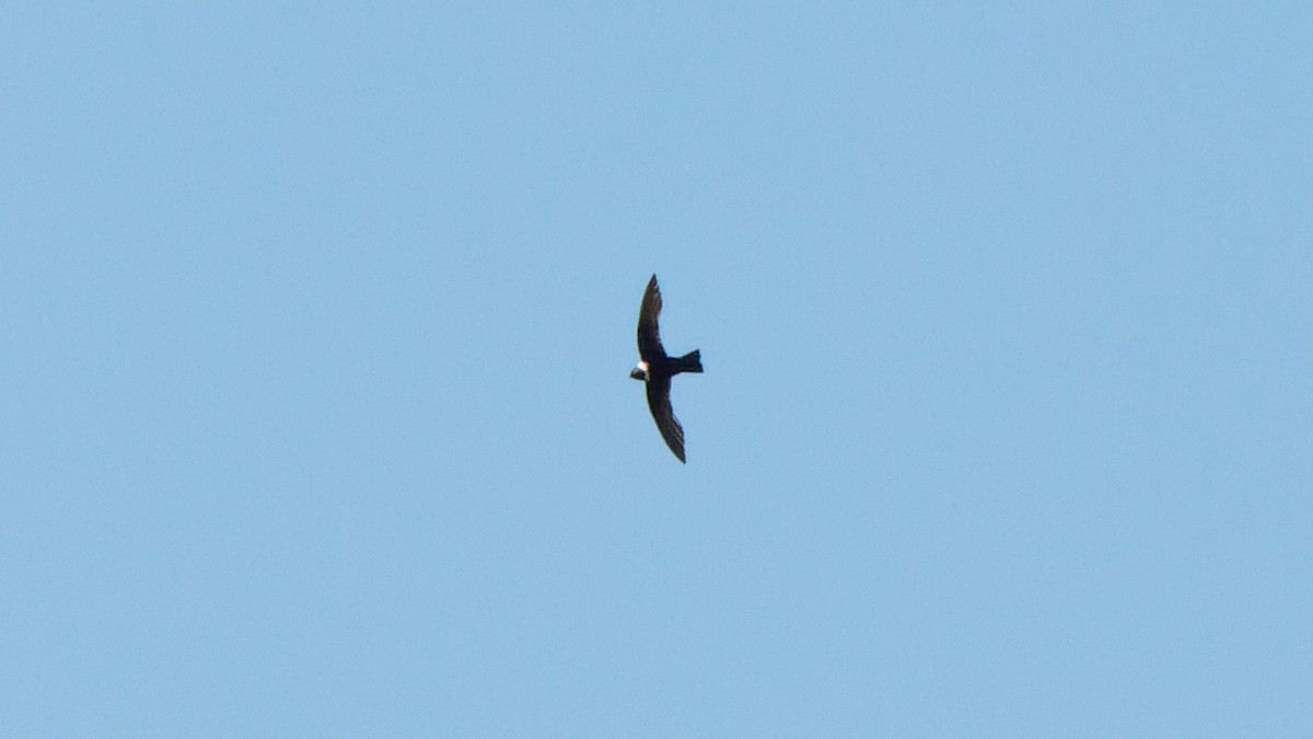 halsbåndseiler - ML645648573