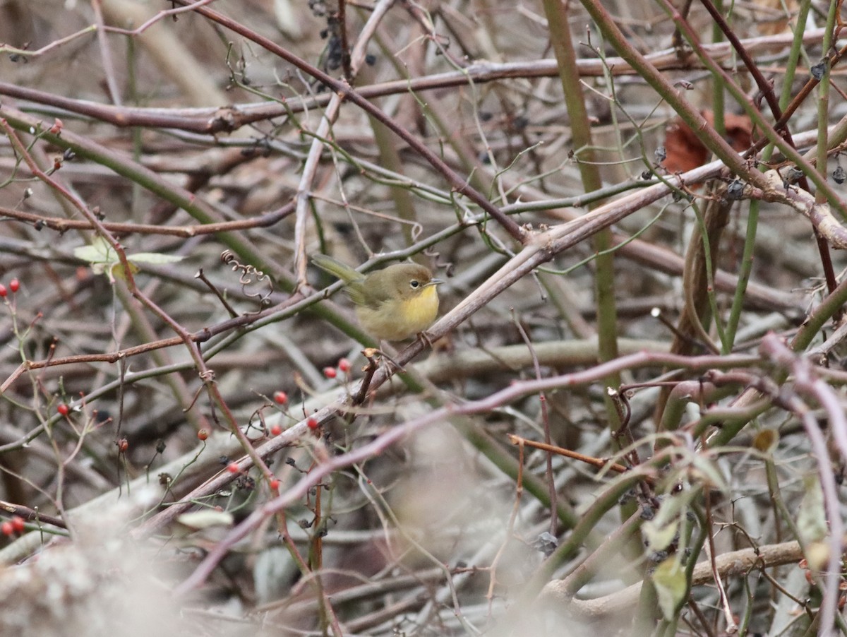 Common Yellowthroat - ML645648574