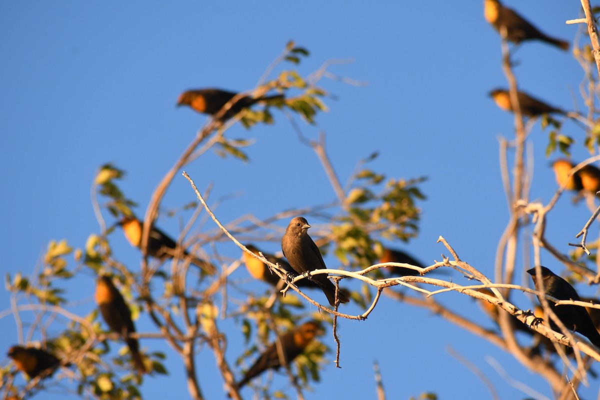 Вашер буроголовий - ML645648587