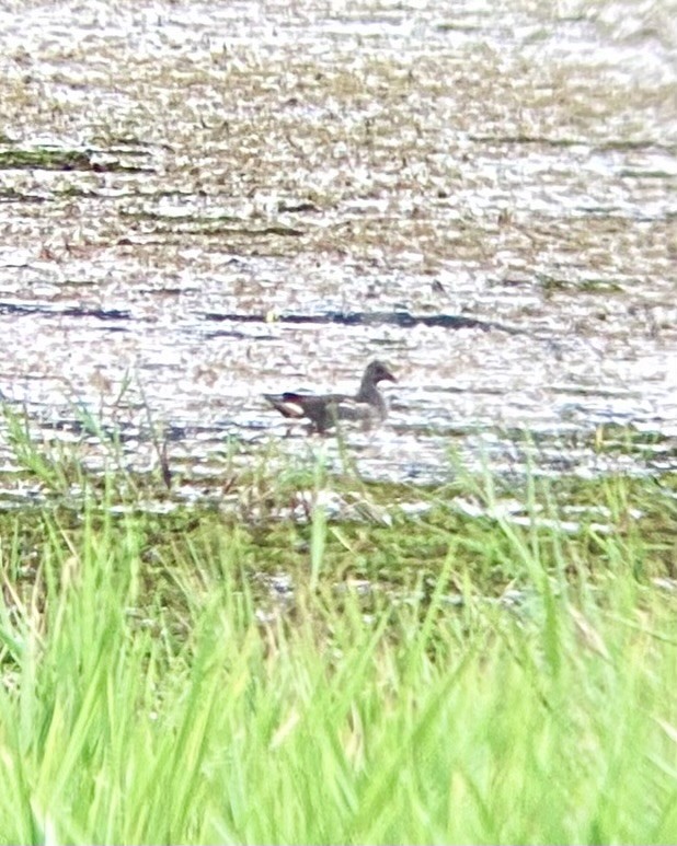 Eurasian Moorhen - ML645648589