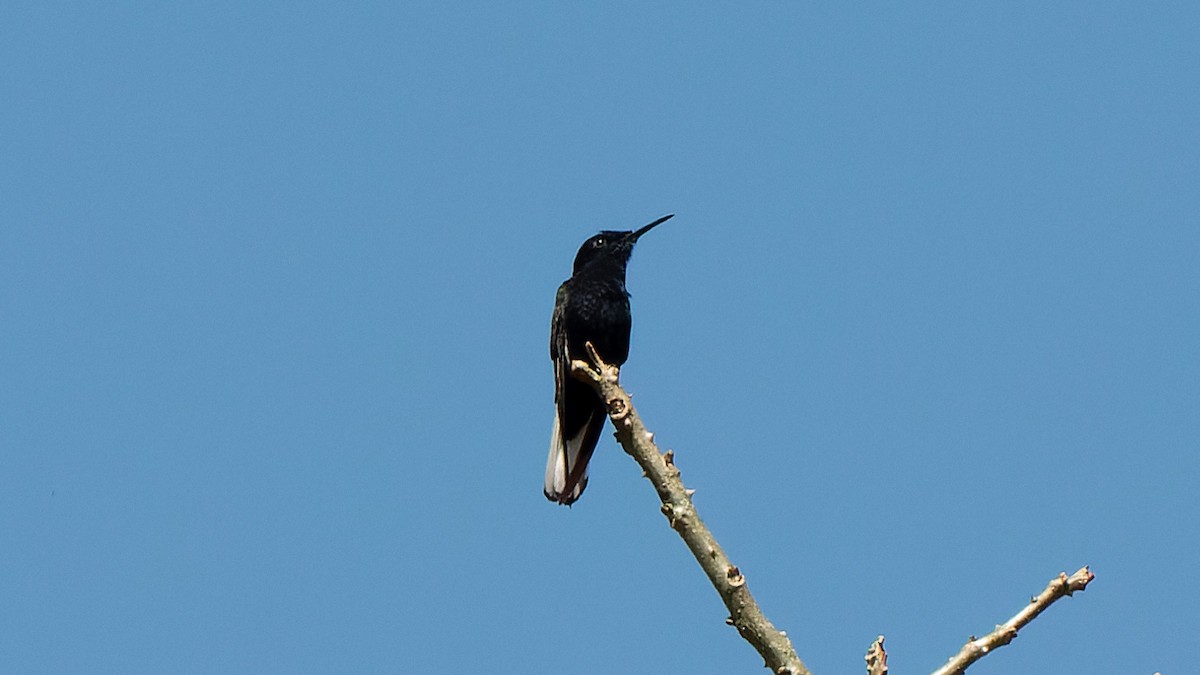 Black Jacobin - ML645648592