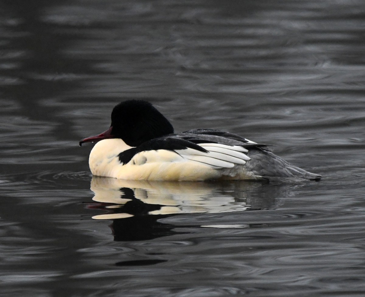Крех великий (підвид merganser/orientalis) - ML645648593