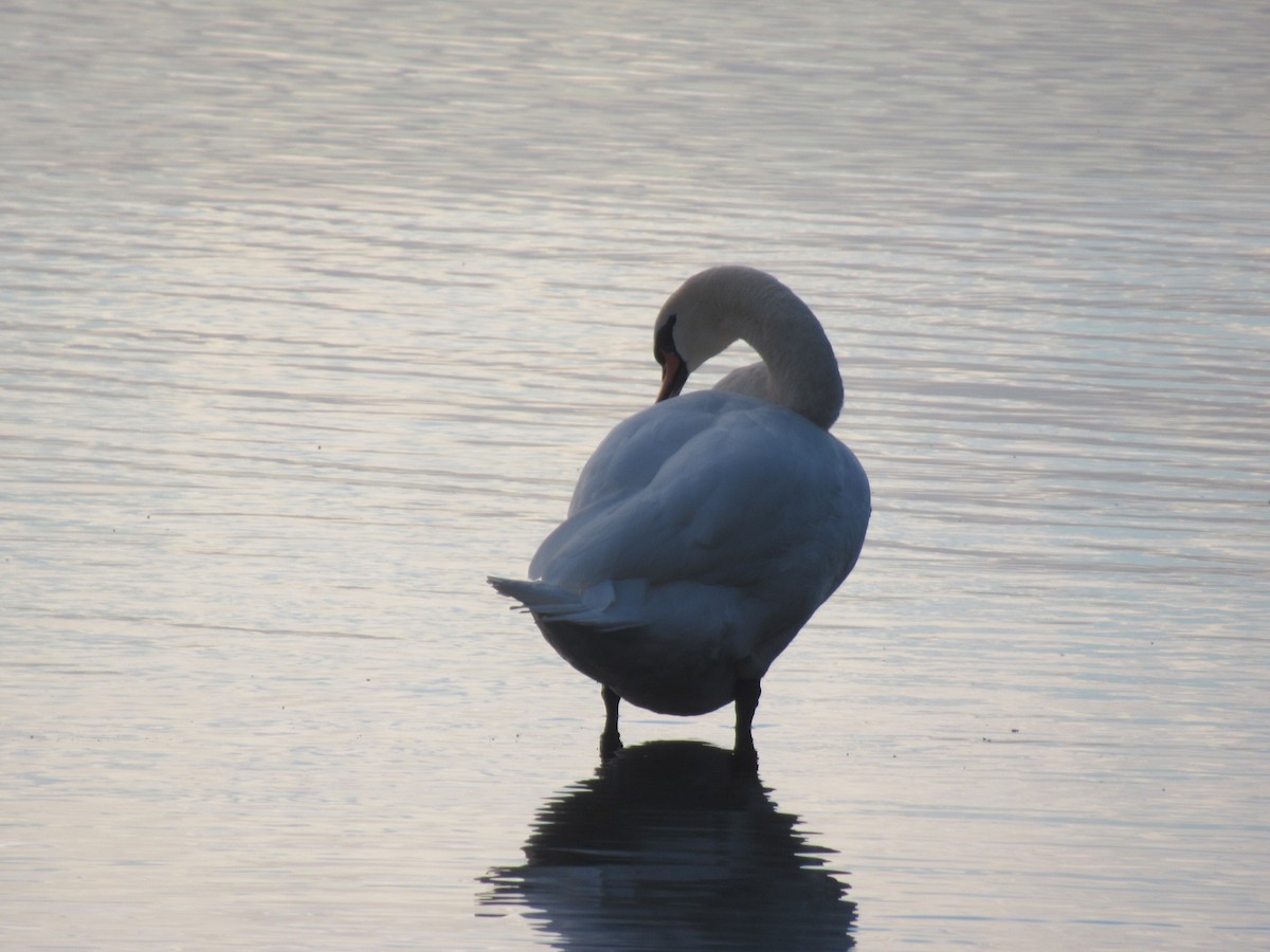 Лебідь-шипун - ML645648595