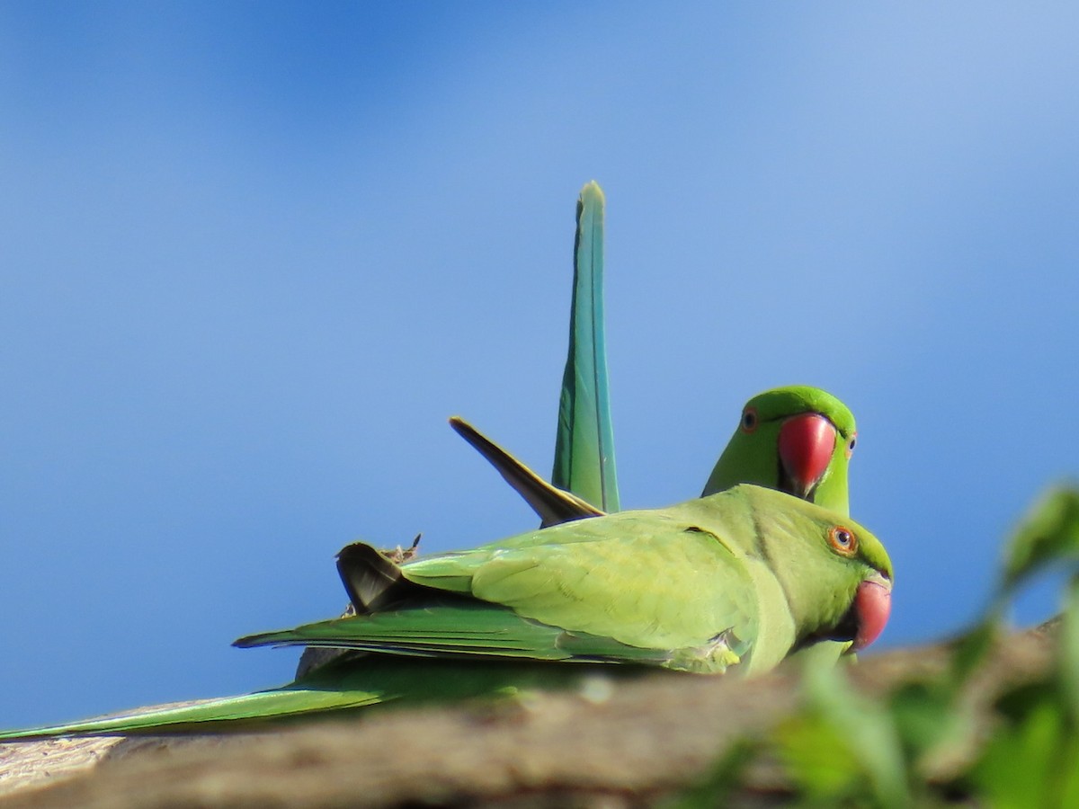 Папуга Крамера - ML645648607