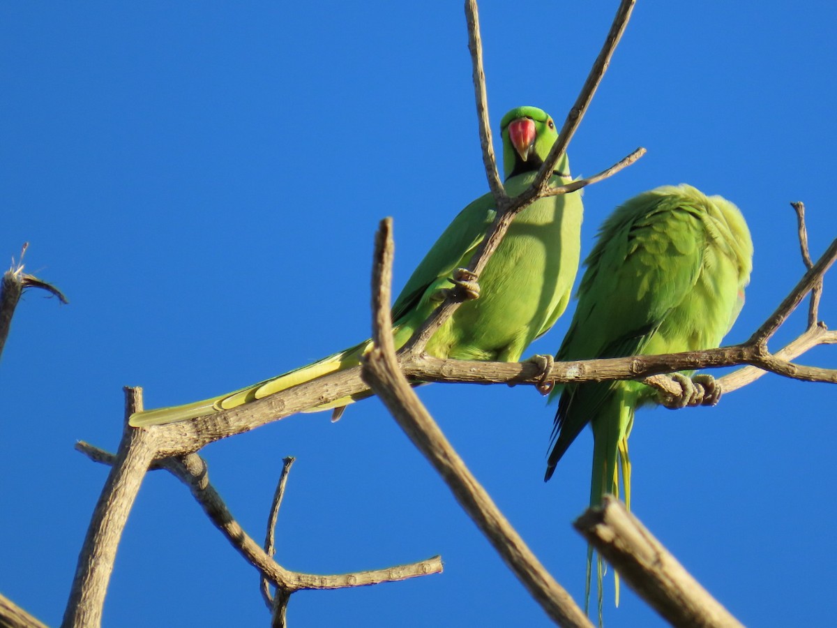 Папуга Крамера - ML645648608