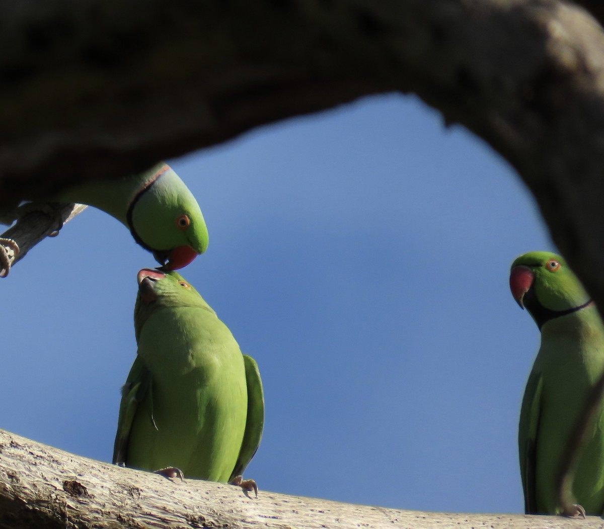 Папуга Крамера - ML645648609