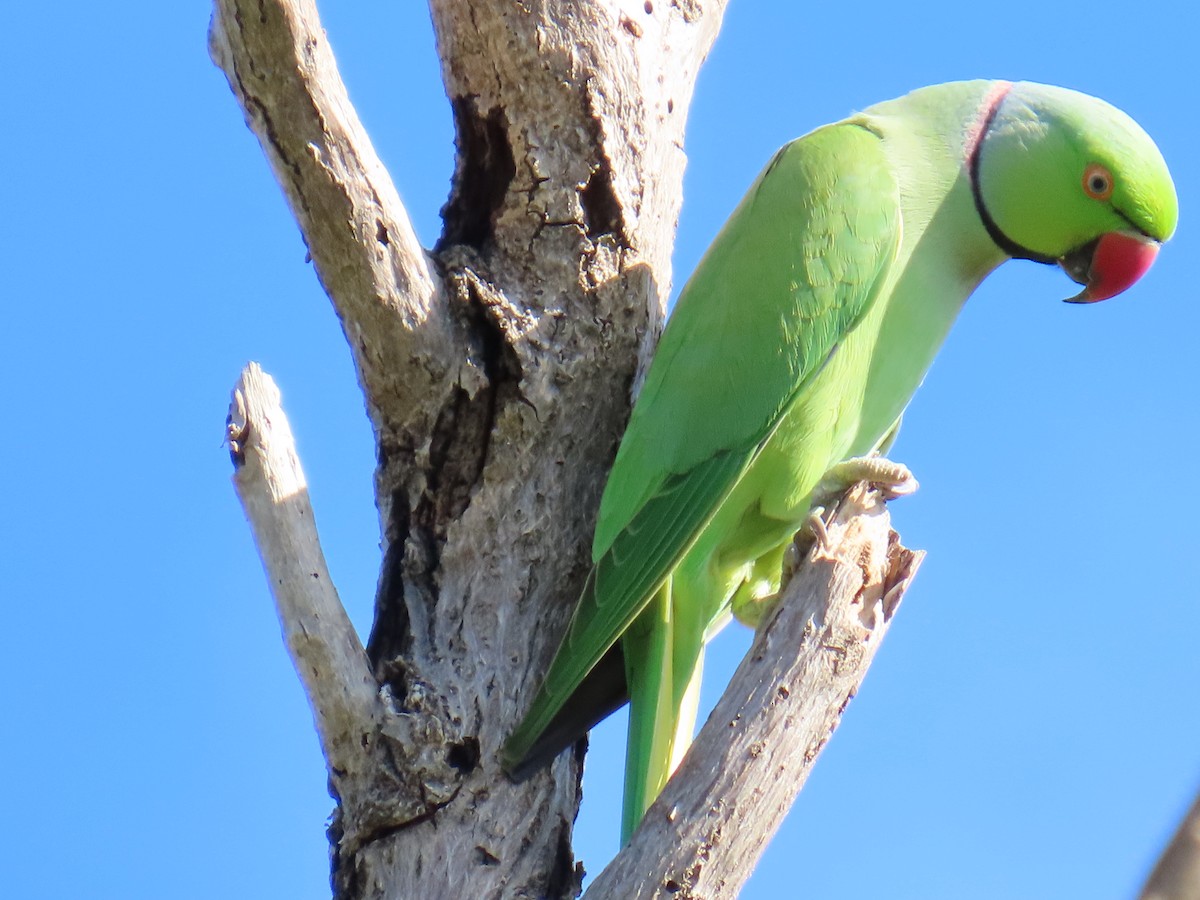 Папуга Крамера - ML645648610