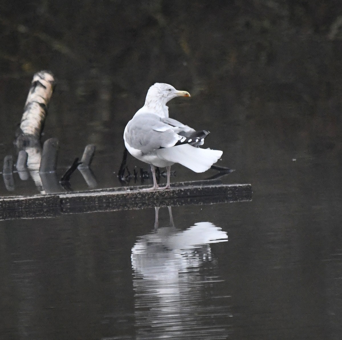 Мартин сріблястий - ML645648611