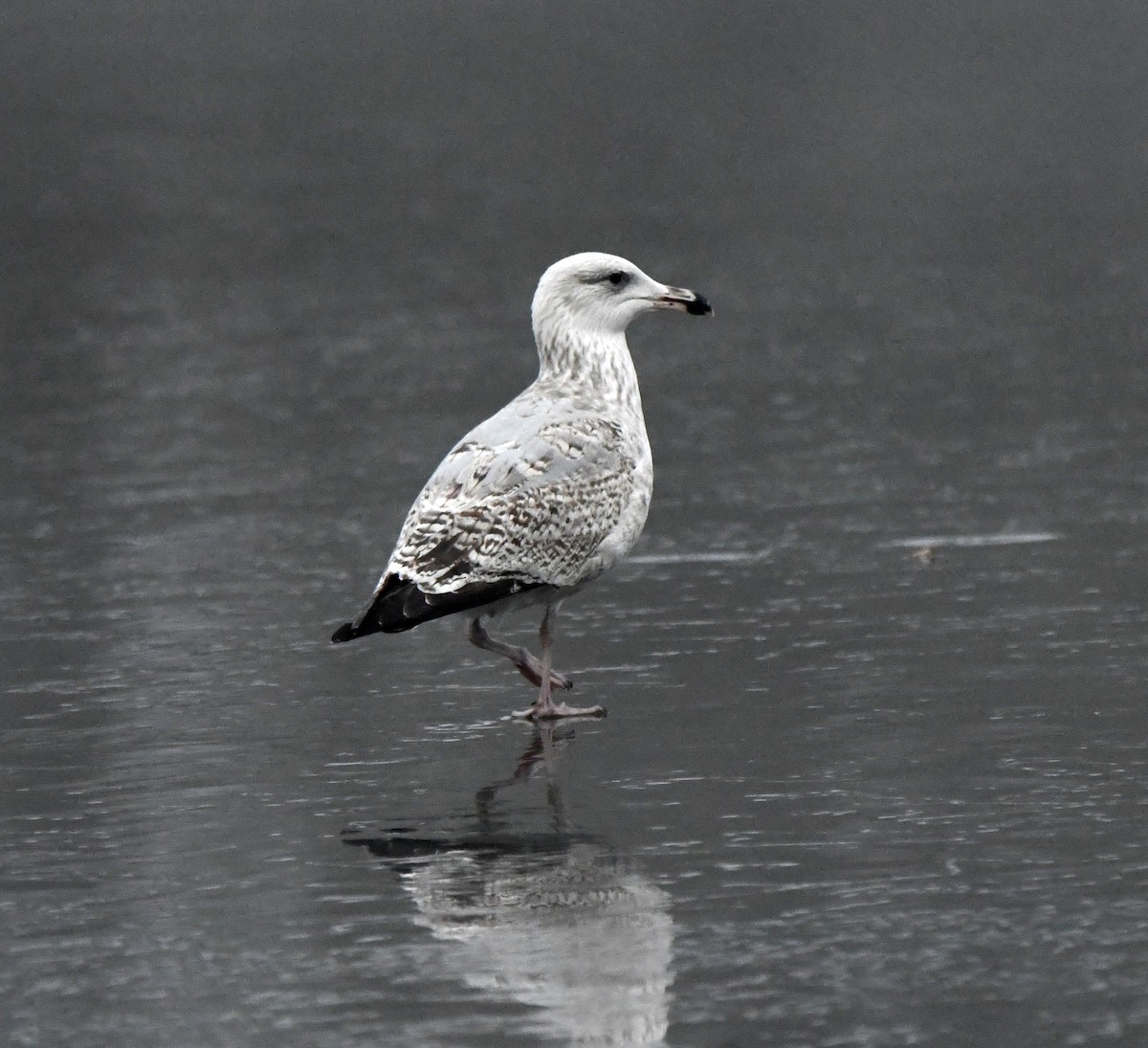 Мартин сріблястий - ML645648612