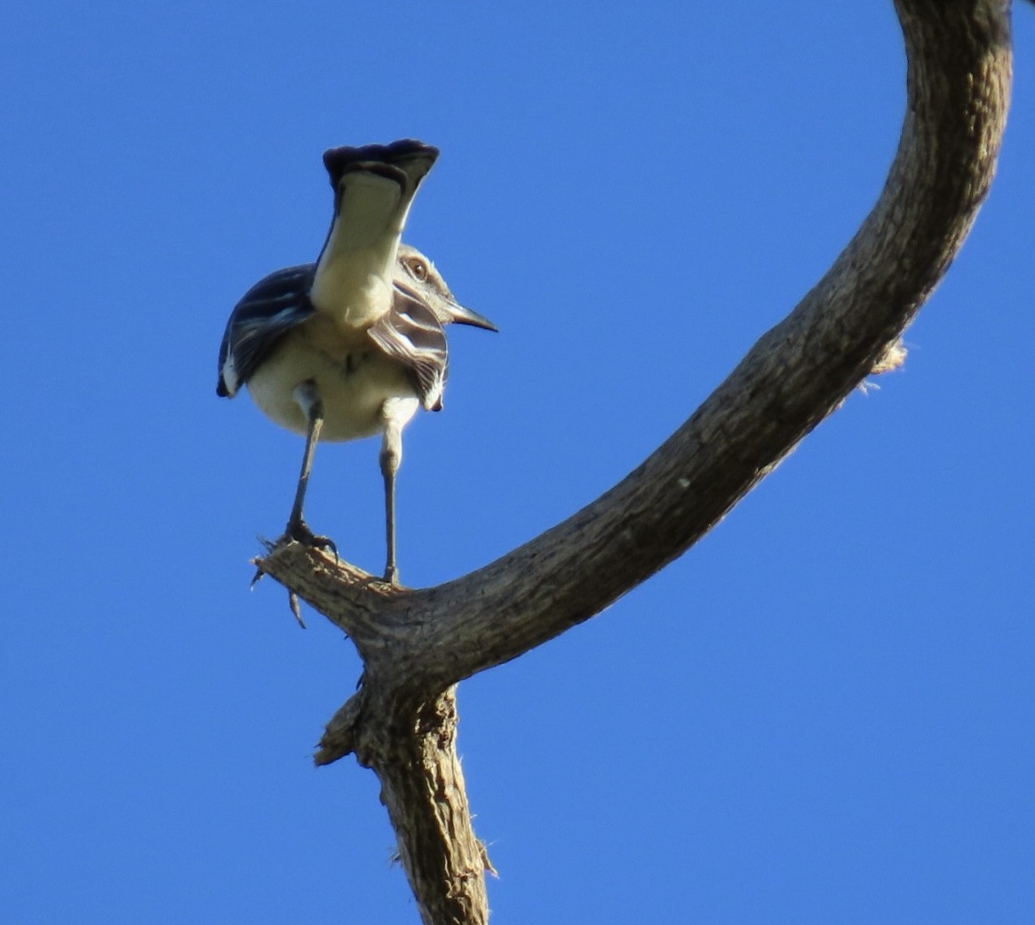 Пересмішник багатоголосий - ML645648624