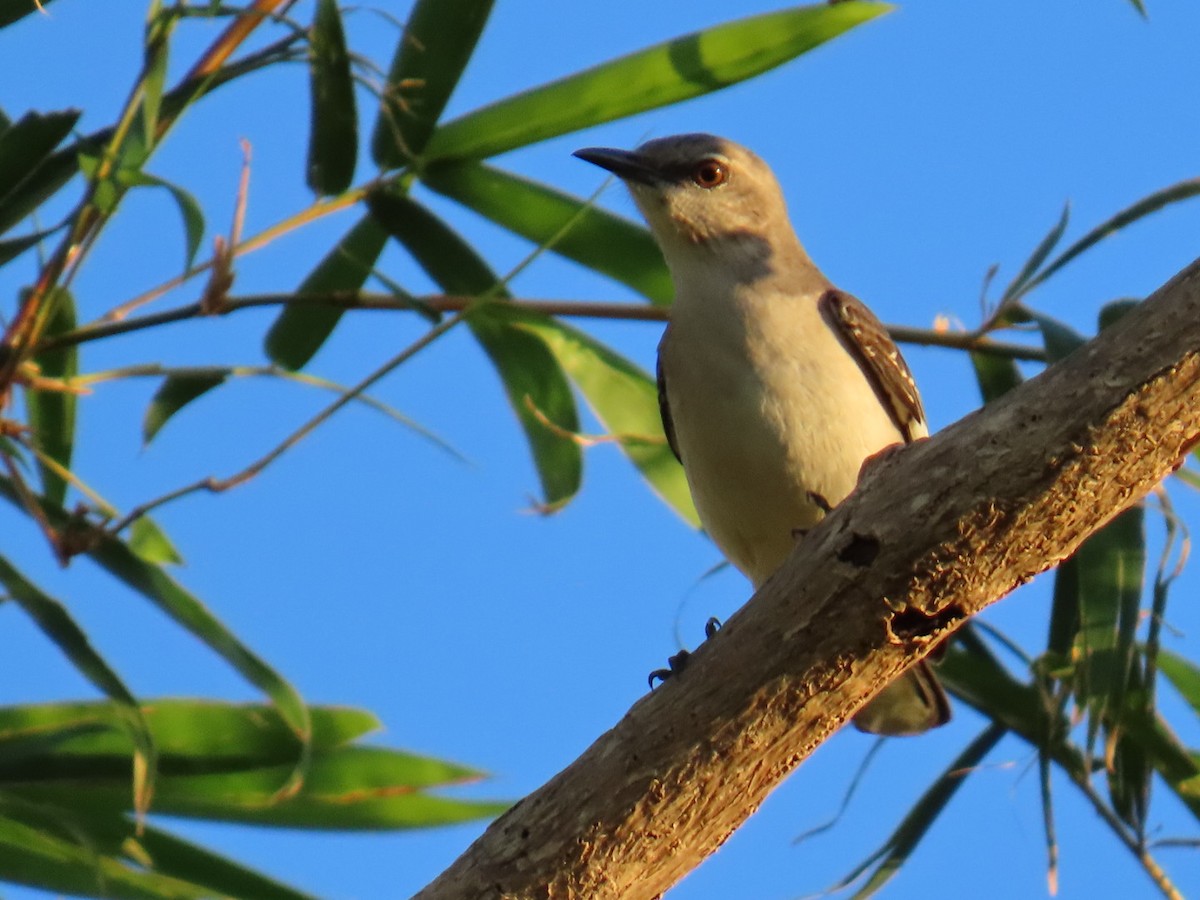 Пересмішник багатоголосий - ML645648625