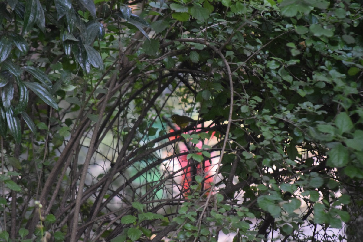 Whistler's Warbler - ML645648626