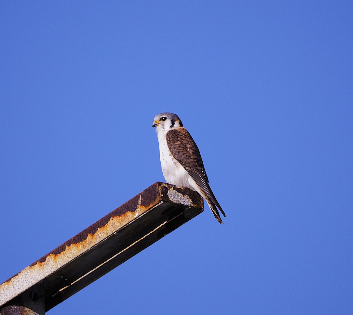 Боривітер американський - ML645648627