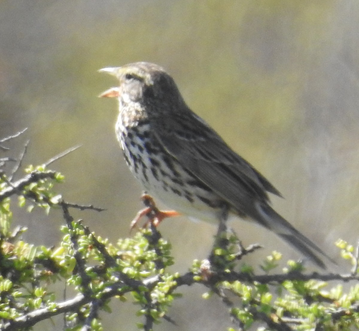 Пасовник савановий - ML645648628