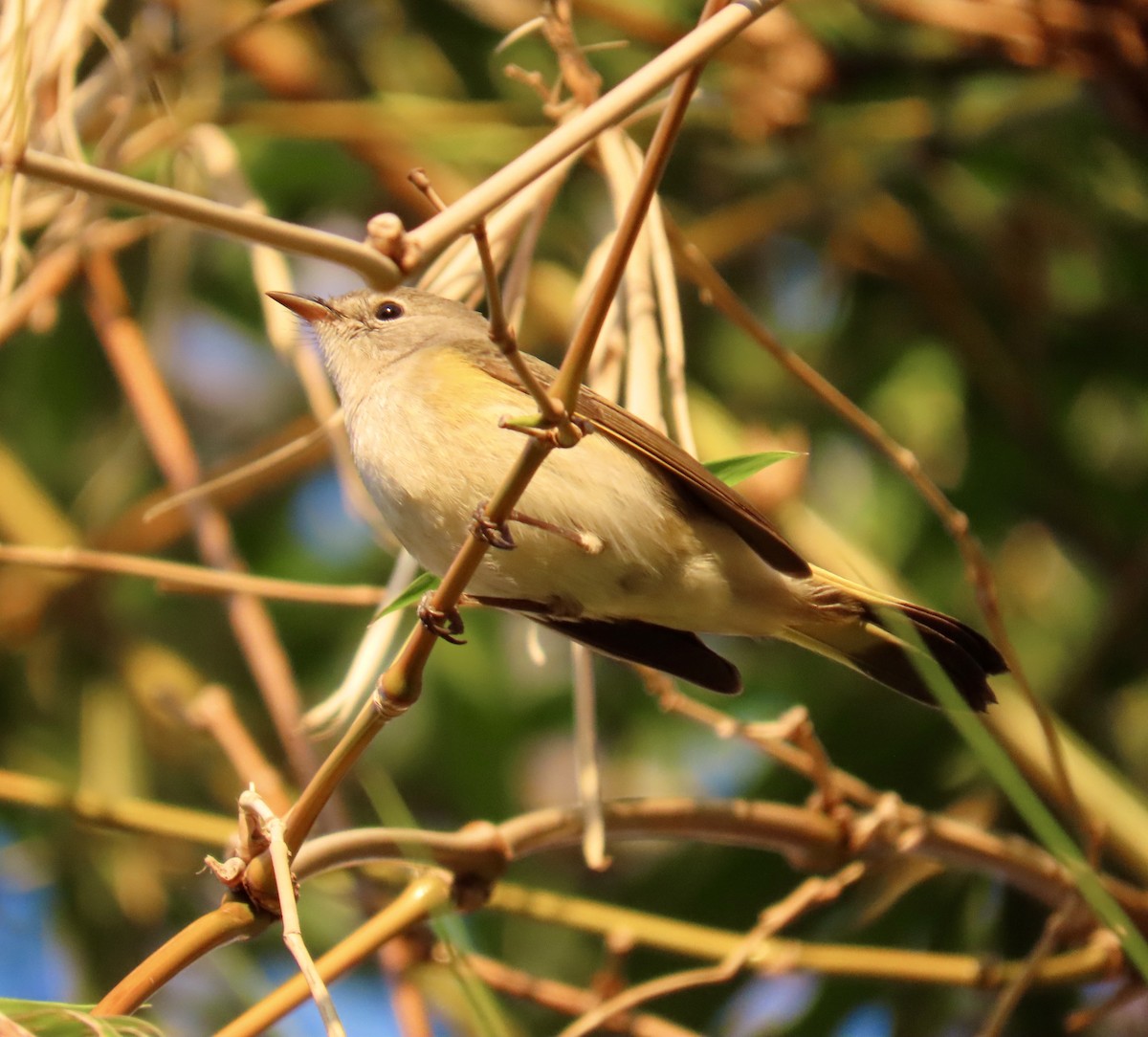 American Redstart - ML645648631