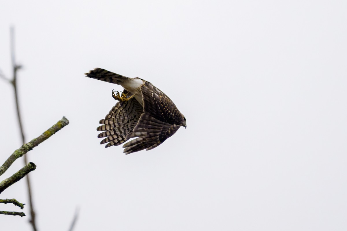 Cooper's Hawk - ML645648644