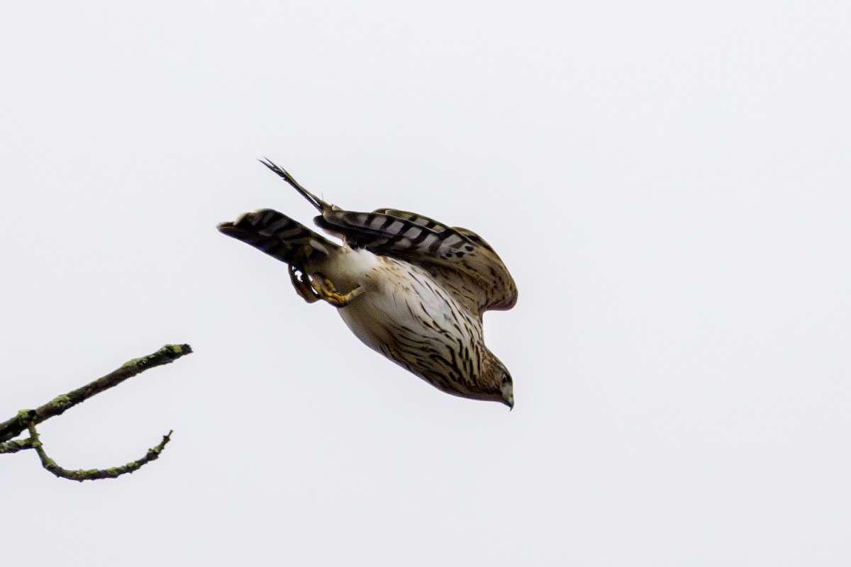 Cooper's Hawk - ML645648645