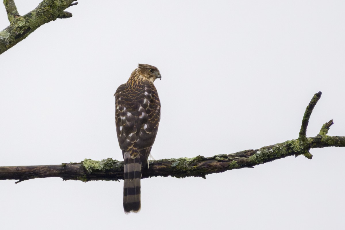 Cooper's Hawk - ML645648646