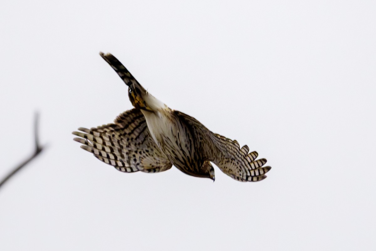 Cooper's Hawk - ML645648647