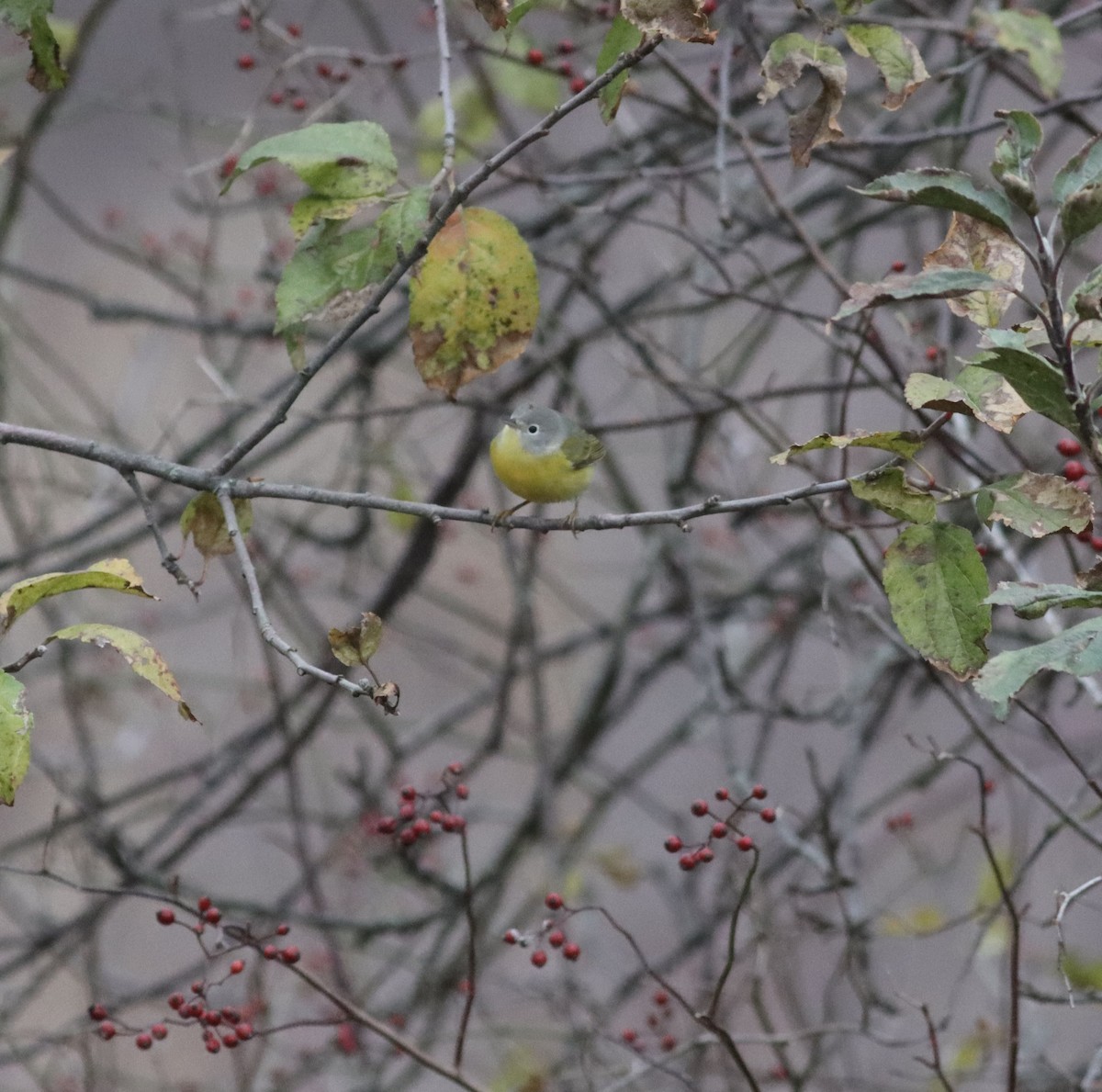 Nashville Warbler - ML645648651