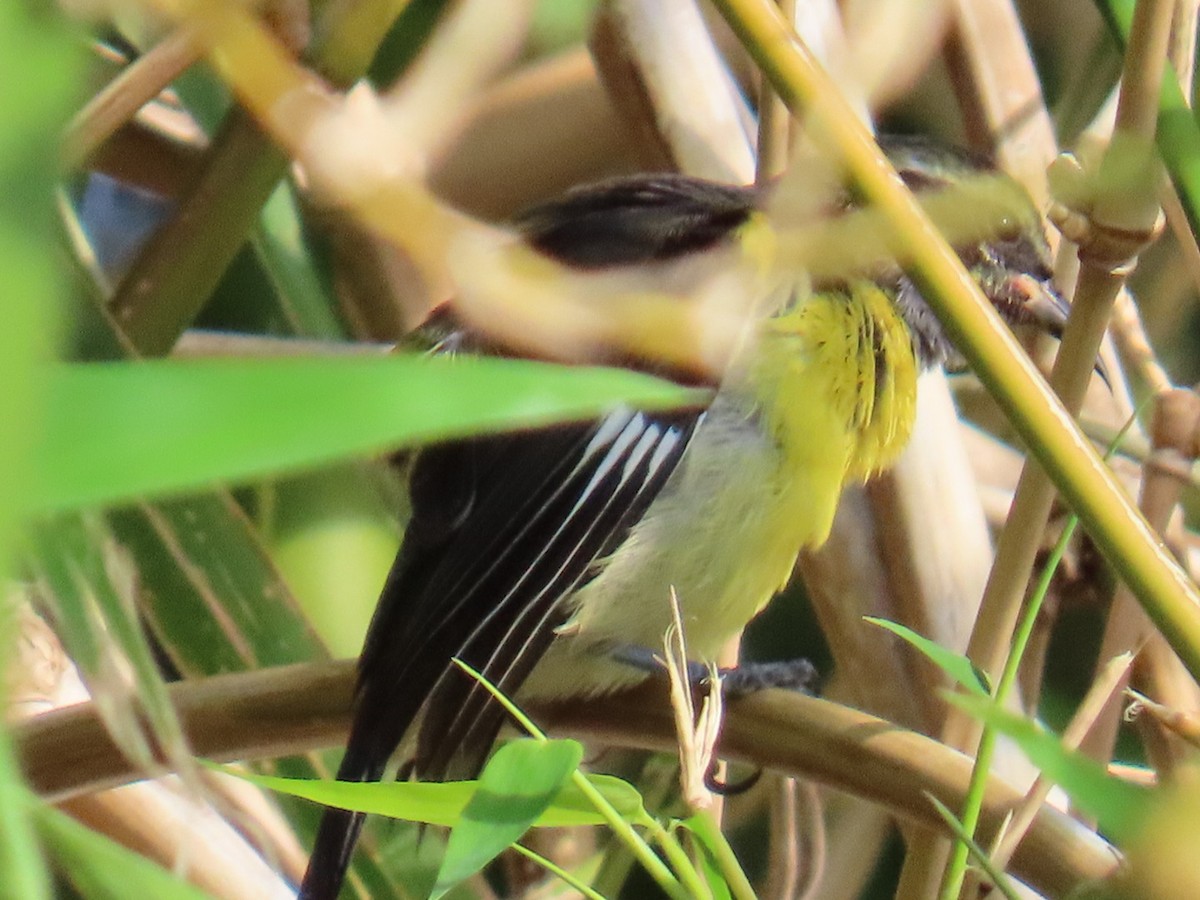 Sucrier à ventre jaune - ML645648652
