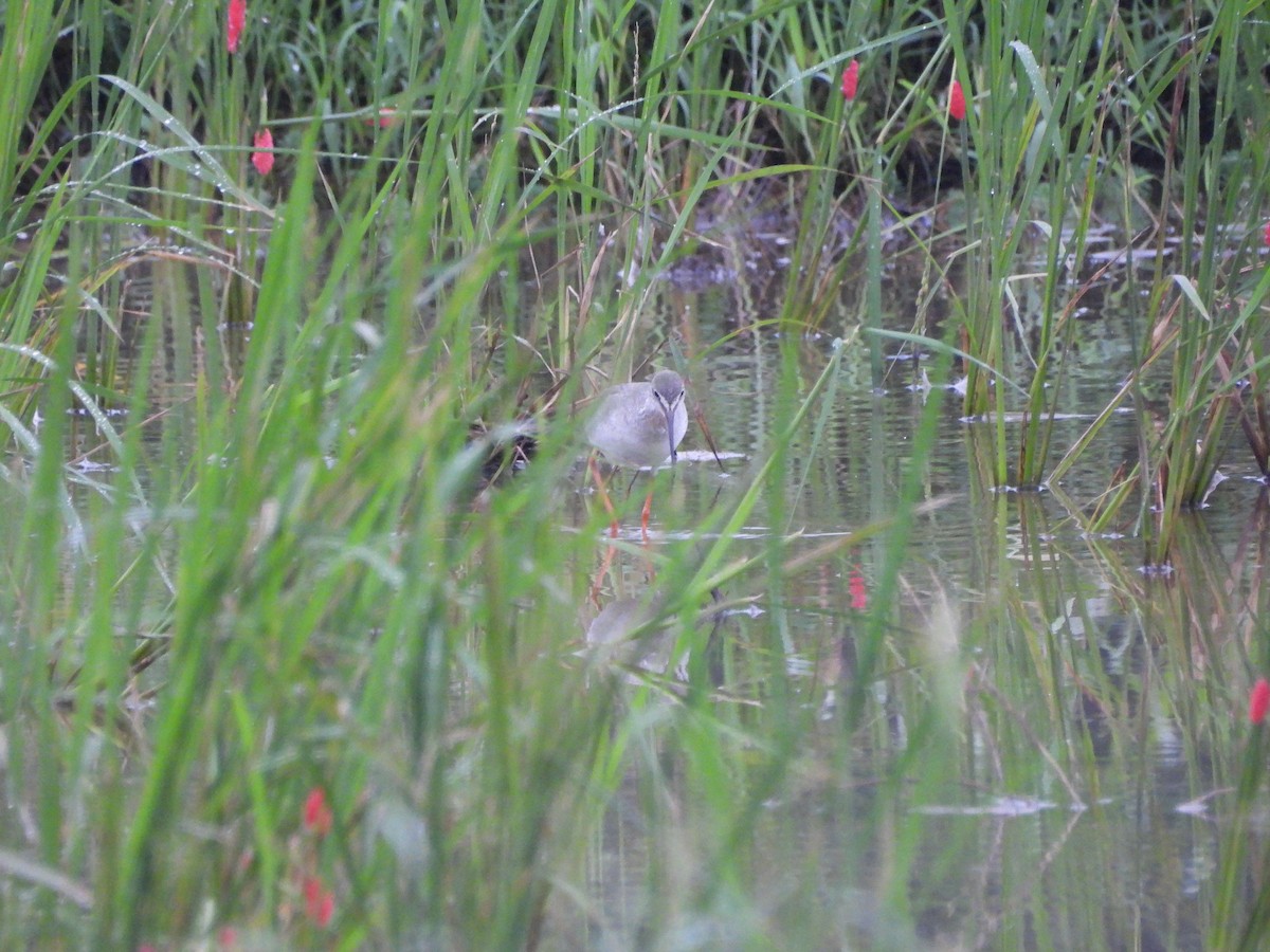 Spotted Redshank - ML645648664