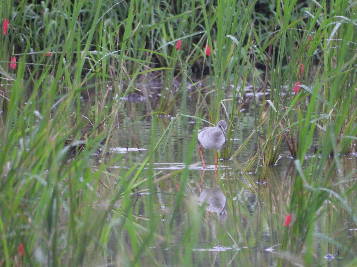 Spotted Redshank - ML645648666