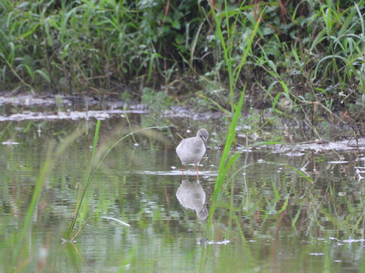 Spotted Redshank - ML645648667