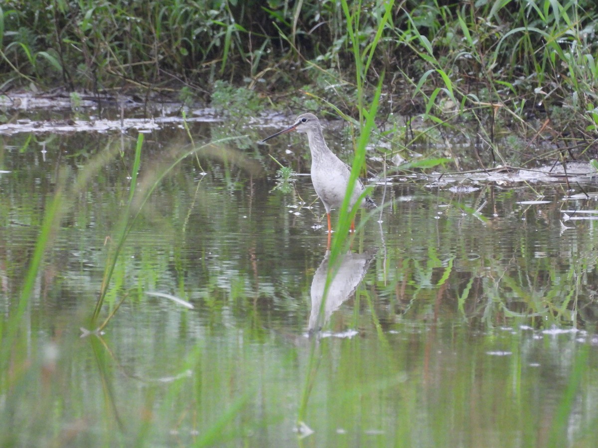 Spotted Redshank - ML645648668