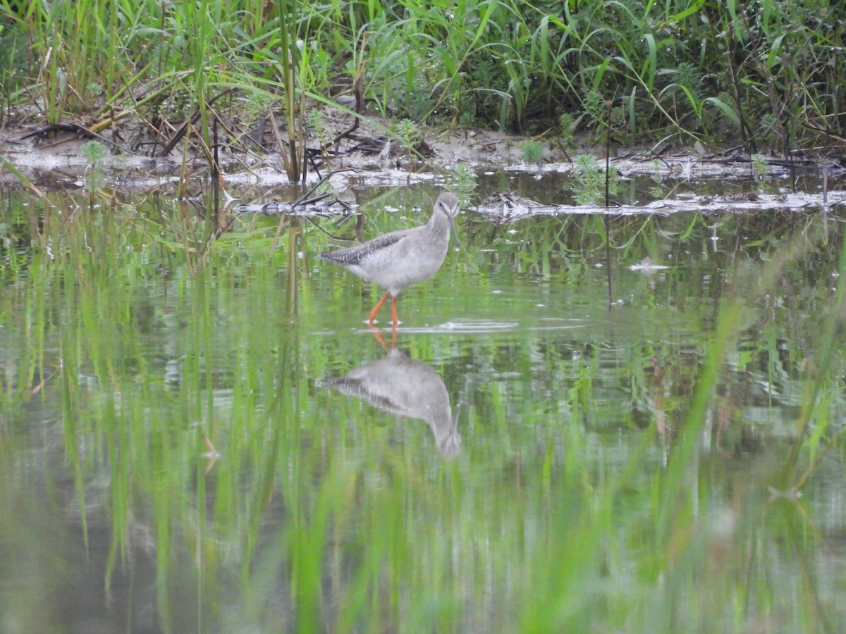 Spotted Redshank - ML645648669