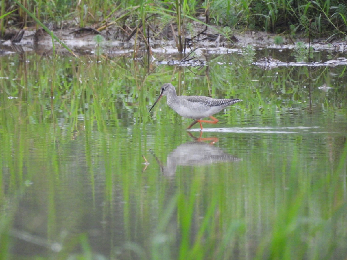 Spotted Redshank - ML645648670