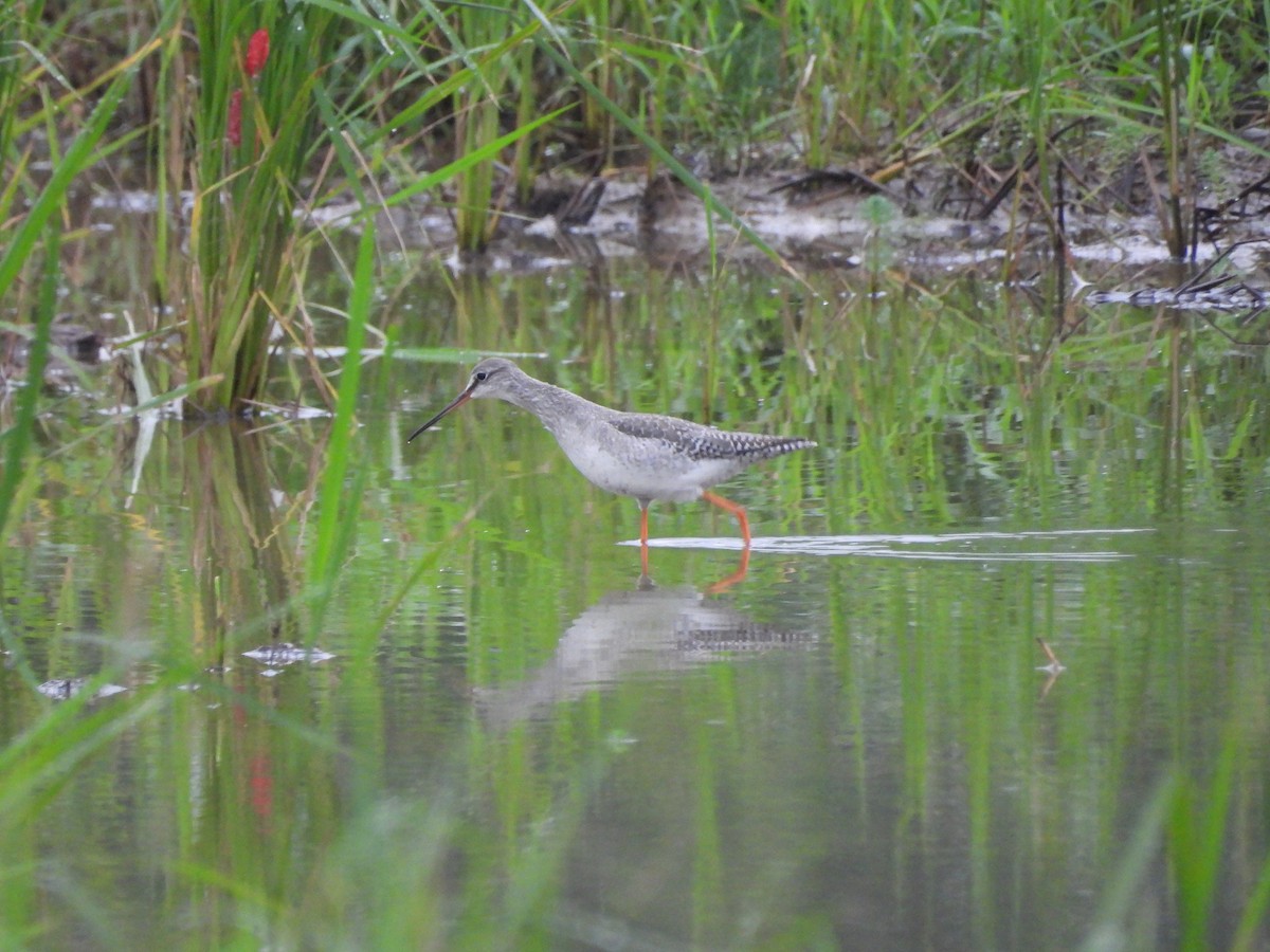 Spotted Redshank - ML645648671