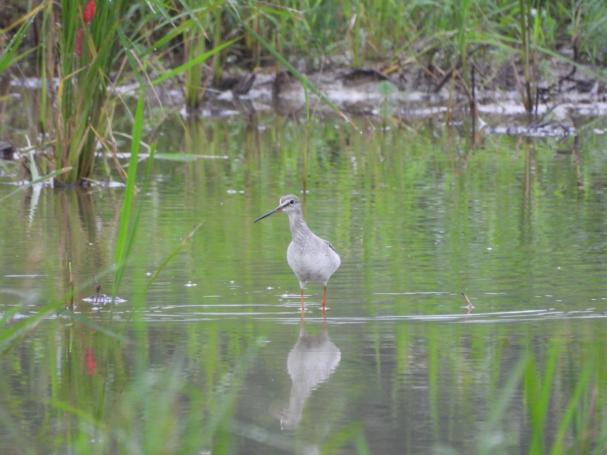 Spotted Redshank - ML645648672