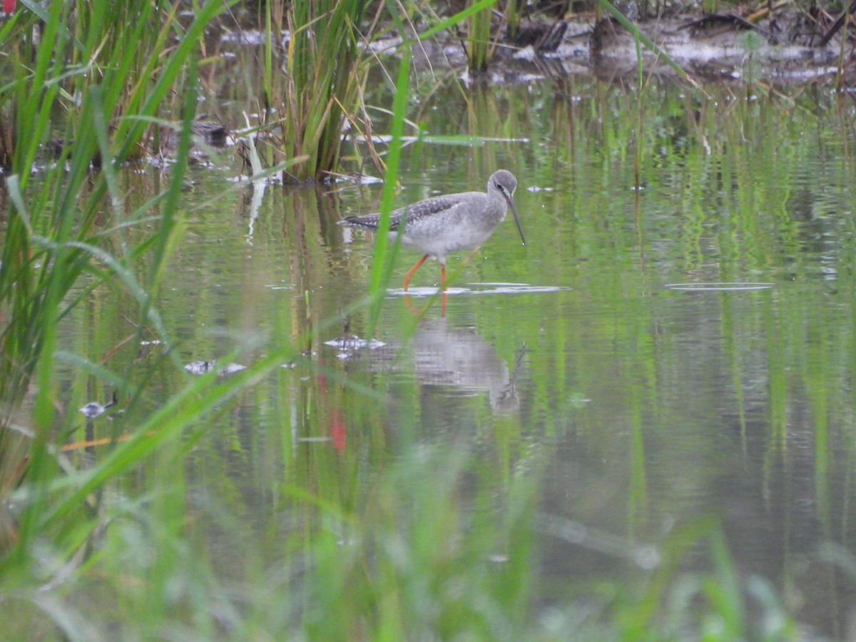 Spotted Redshank - ML645648673
