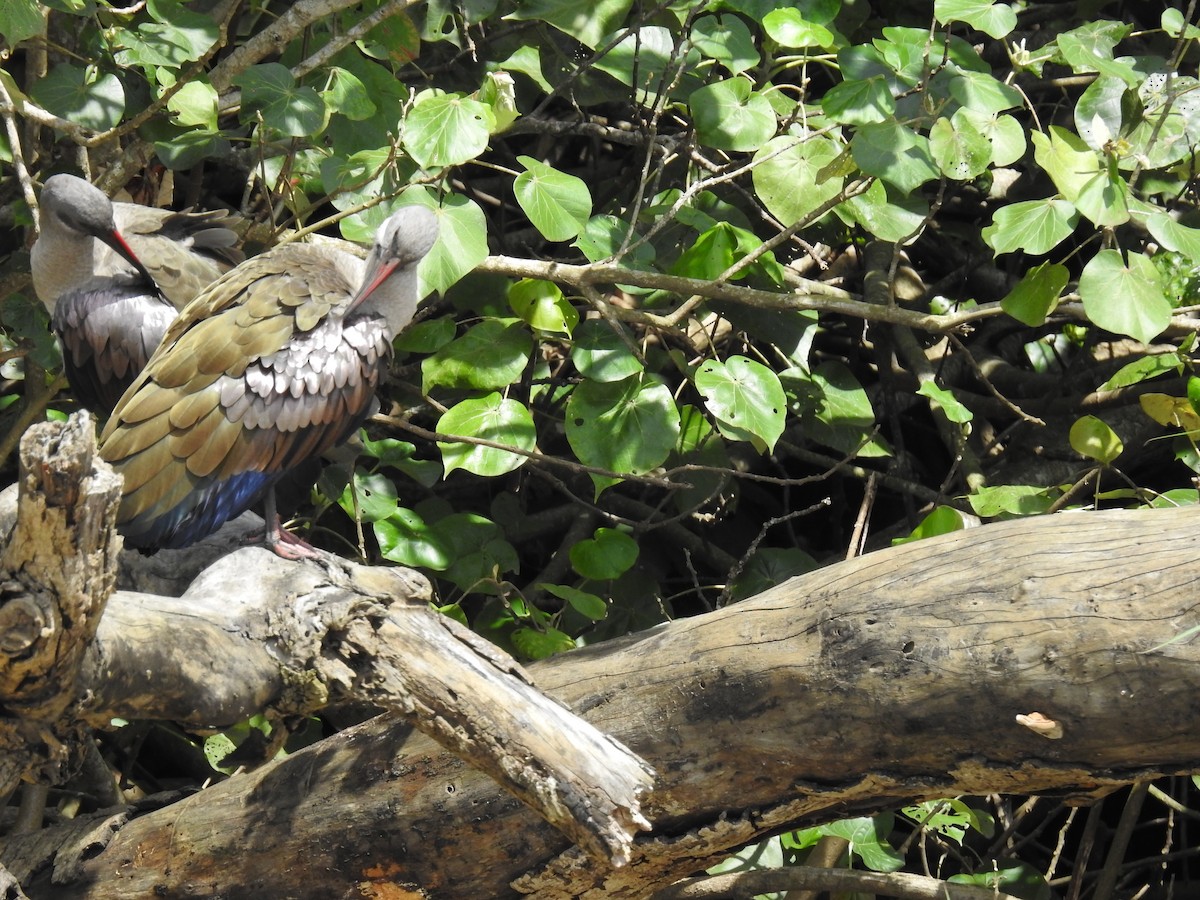 Hadada Ibis - ML645648675