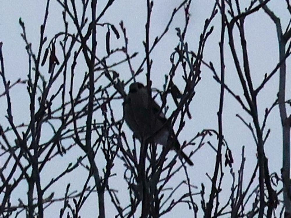 אדמון מובהק - ML645648676