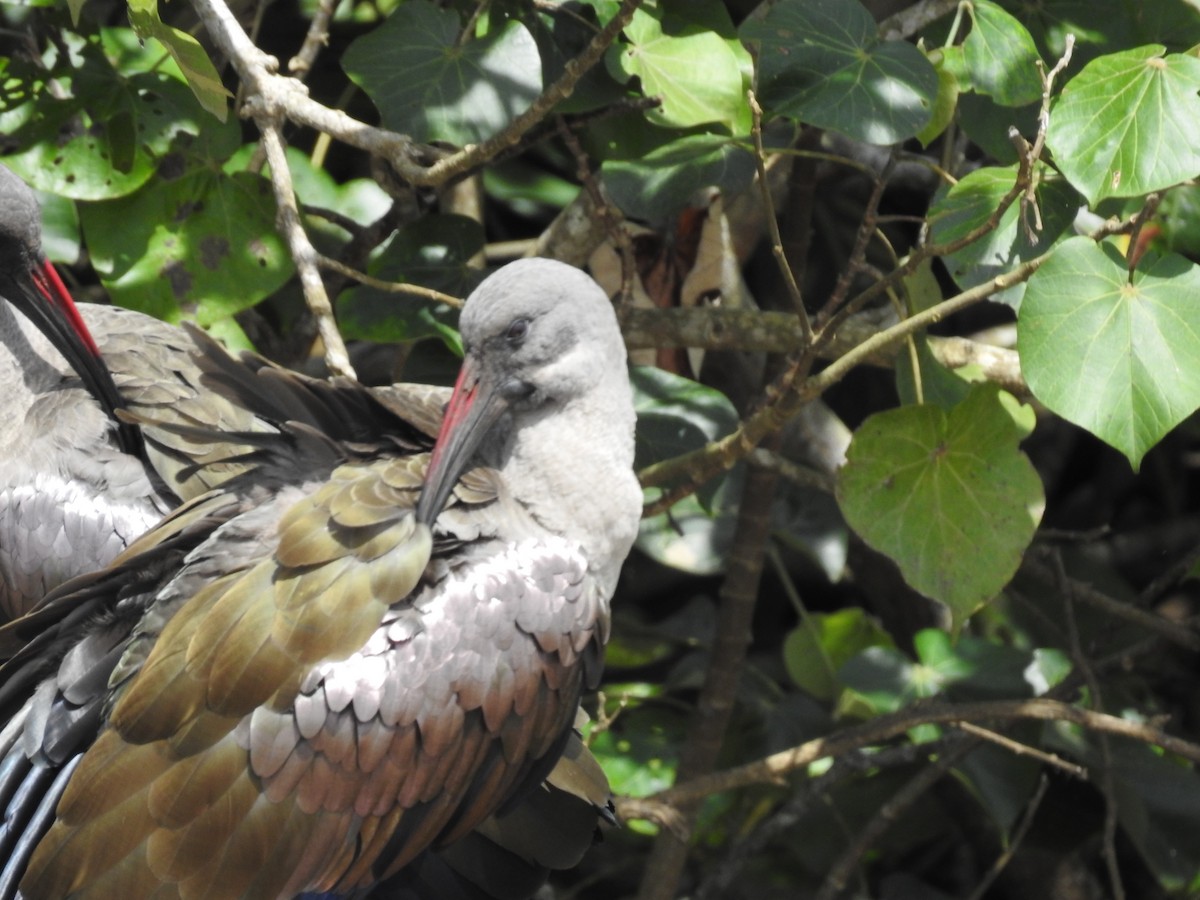 Hadada Ibis - ML645648681