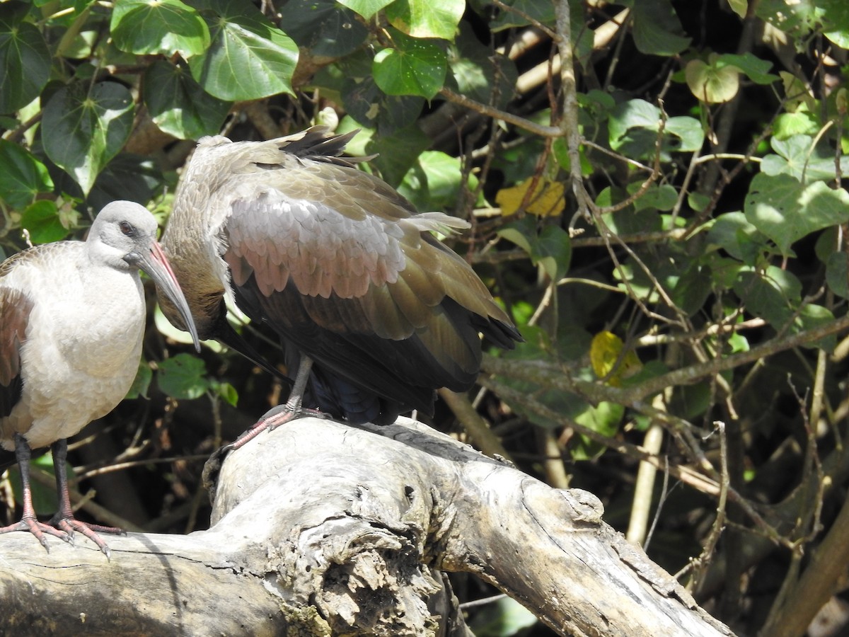 Hadada Ibis - ML645648682
