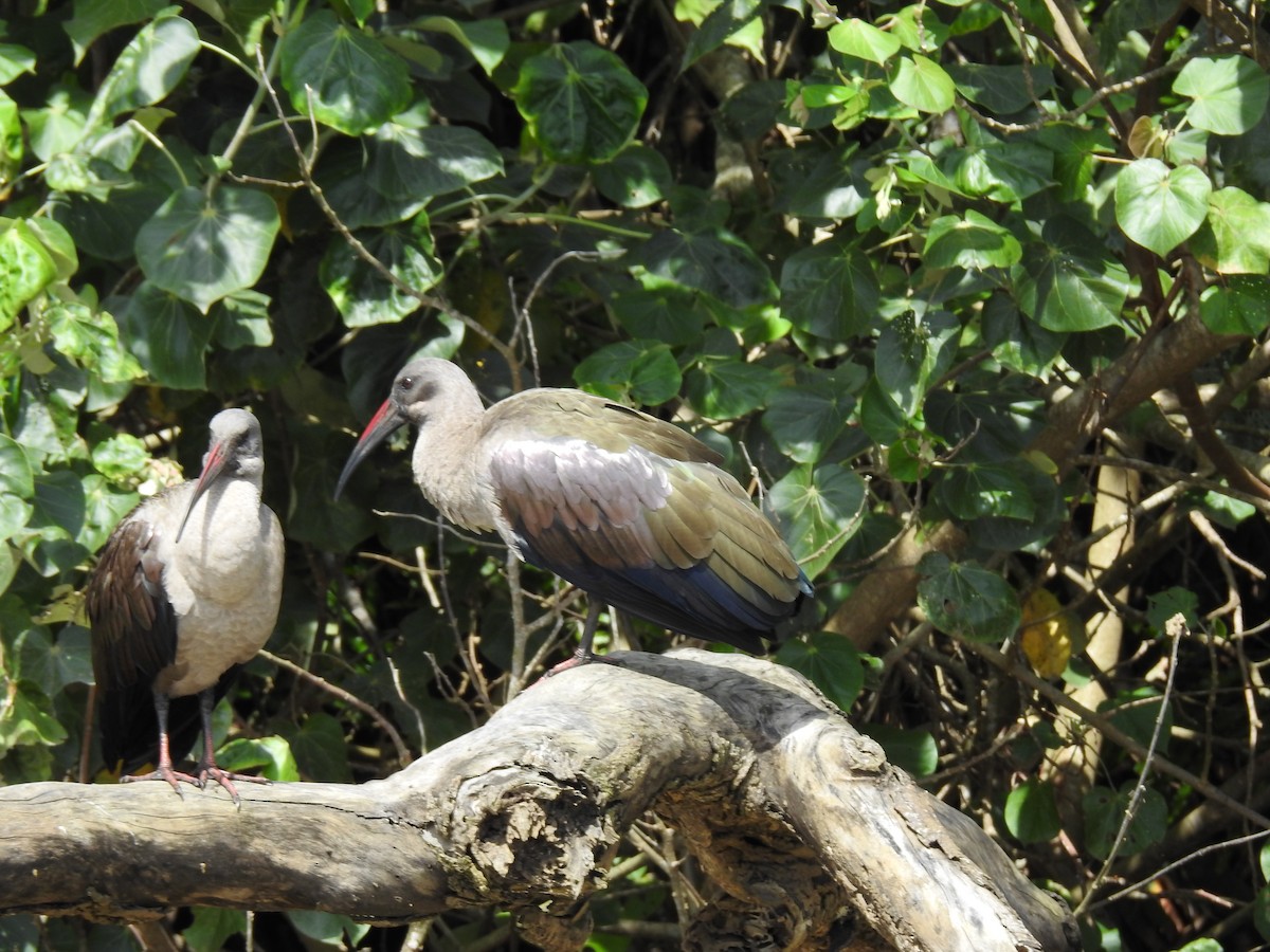 Hadada Ibis - ML645648685