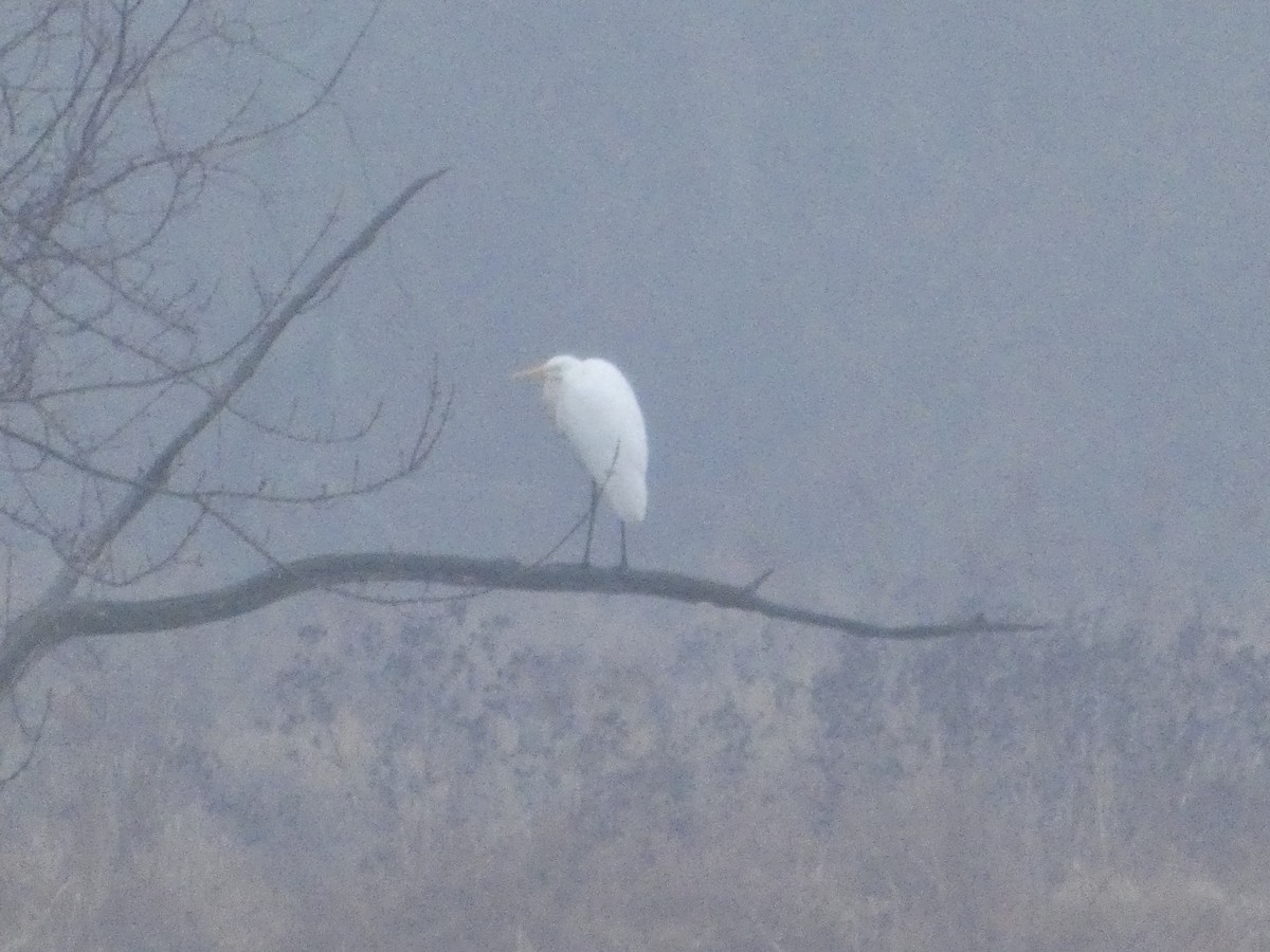 Great Egret - ML645648687