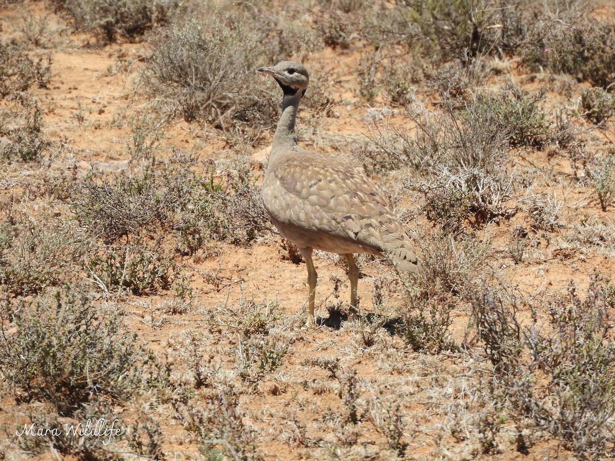 Черногорлый корхан - ML645648691