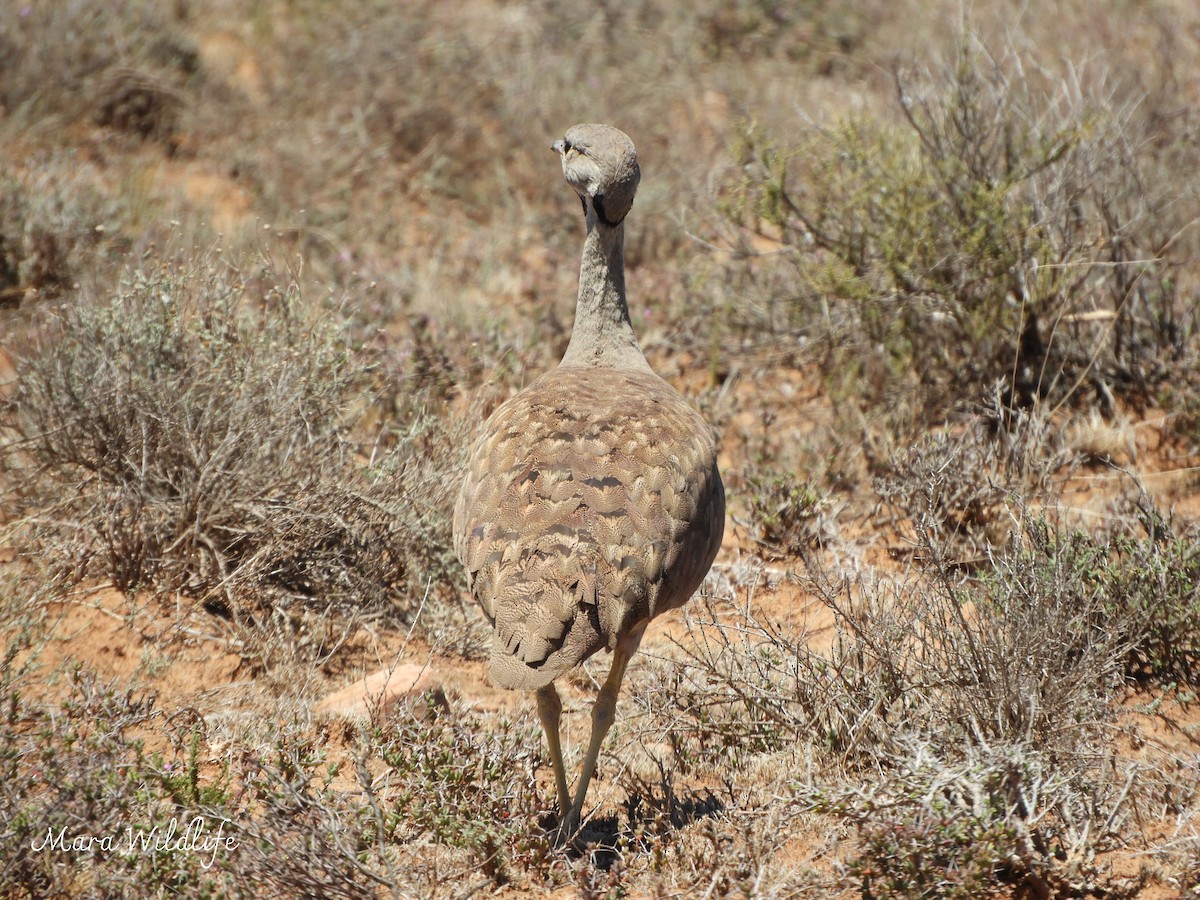 Черногорлый корхан - ML645648692
