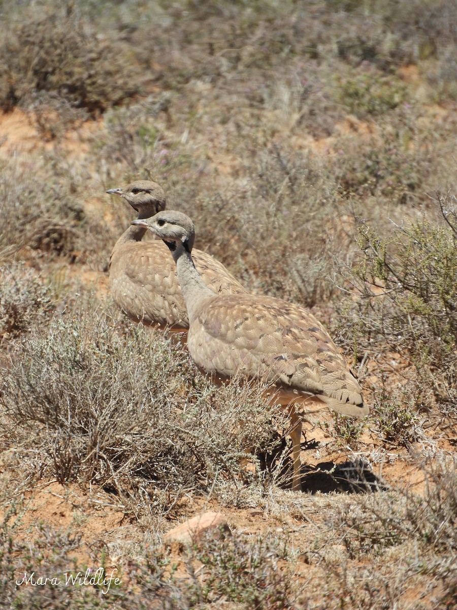 Черногорлый корхан - ML645648693