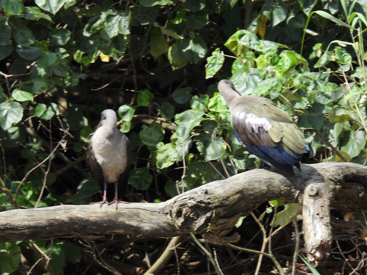 Hadada Ibis - ML645648696