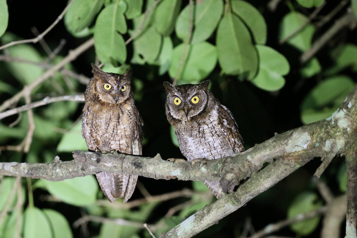 Rinjani Scops-Owl - ML645648697