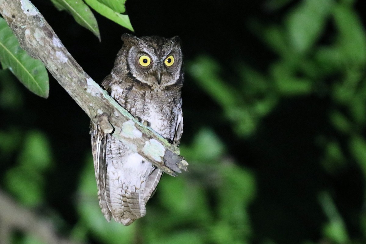 Rinjani Scops-Owl - ML645648698