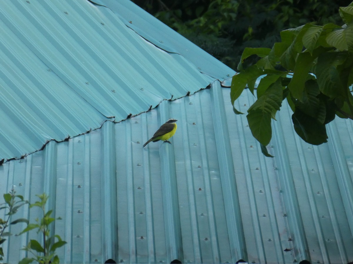 Sosyal Tiran - ML645648699